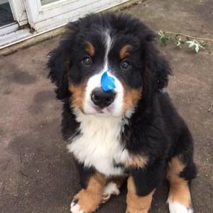 Meet your Posher, Laurie